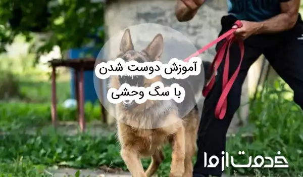 آموزش دوست شدن با سگ وحشی و رام کردن آن